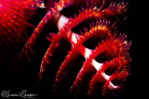 Christmas Tree Worm/Photographed with a 60 mm macro lens ... by Laurie Slawson 